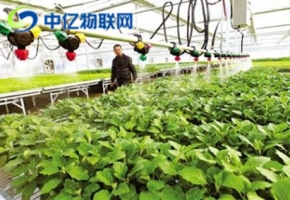 移動(dòng)物聯(lián)卡+智能灌溉系統(tǒng) 解決水資源短缺問題