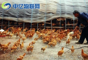 怎么管理好養(yǎng)殖畜牧業(yè)？移動物聯(lián)卡實(shí)現(xiàn)畜牧業(yè)轉(zhuǎn)型升級