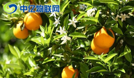 智能榨汁機物聯(lián)網(wǎng)卡優(yōu)勢在哪？為什么這么方便？