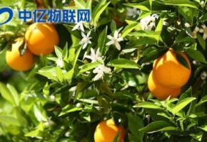 智能榨汁機(jī)物聯(lián)網(wǎng)卡優(yōu)勢在哪？為什么這么方便？