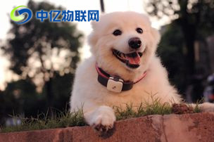 什么是寵物定位物聯(lián)網(wǎng)卡？寵物定位用哪種物聯(lián)卡好？