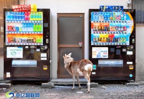 無人售賣機(jī)物聯(lián)網(wǎng)卡批發(fā)最關(guān)鍵的2個(gè)字是什么？